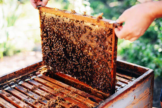 venuma-organic-honey-bandari-layout-hyderabad-honey-farms-qidypl32ah